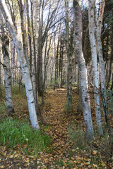 forest path in autumn