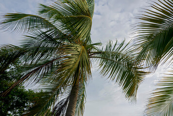 Fototapeta na wymiar Branches of a coconut tree on the beach of Bocagrande, Cartagena.