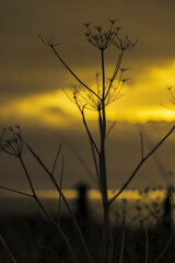 Obraz premium Abstract minimalist plant seedhead