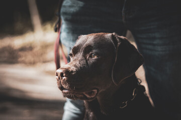 black labrador retriever