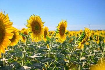 Close up sunflower in the field with blue sky.