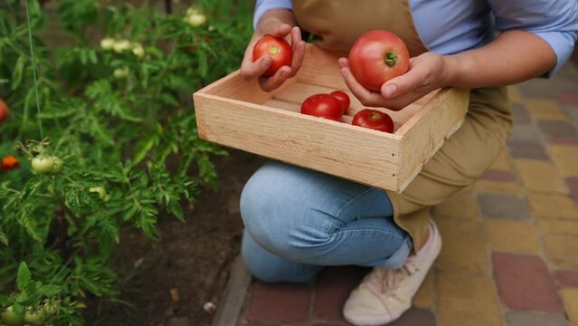 Selective focus on a freshly harvested crop of ripe organic tomatoes in the hands of a female farmer, sorting homegrown produce in the wooden crate. Cultivating vegetables for sale in farmers' markets