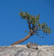 Twisted Pine Tree, Sierra Nevada Mountains