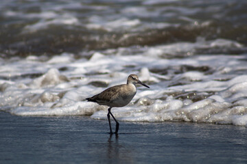 Fototapeta premium black headed gull, bird on the beach
