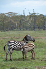 Obraz premium Baby zebra is drinking its mothers milk