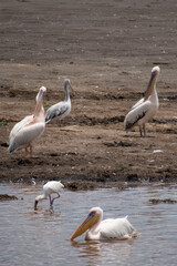 Pelicans swimming and cleaning their feathers