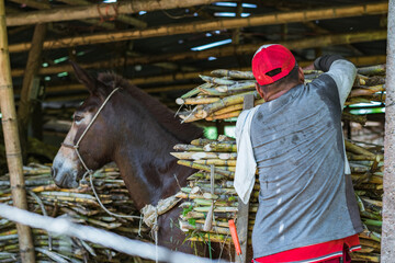 arriero unloading his mule carrying a load of sugar cane. colombian peasant man grabbing the cane to leave it in the sugar mill and begin the process of producing panela. - obrazy, fototapety, plakaty