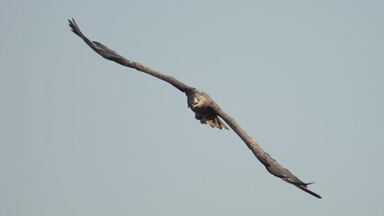 Fishing Eagle