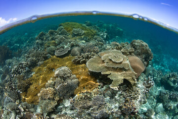 An incredible coral reef grows in the shallows near a remote island in Indonesia. This tropical region is part of the Coral Triangle which contains the highest marine biodiversity on Earth.