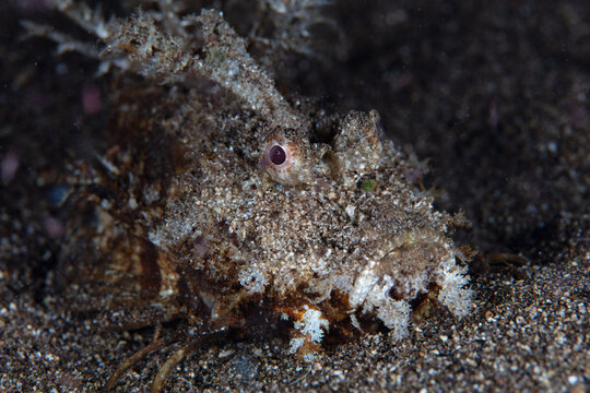 A Spiny devilfish, Inimicus didactylus, crawls across the sandy seafloor near Alor, Indonesia. This venomous fish is an ambush predator associated with coral reefs and muck.