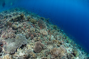 Naklejka na ściany i meble An incredible coral reef grows in the shallows near a remote island in Indonesia. This tropical region is part of the Coral Triangle which contains the highest marine biodiversity on Earth.
