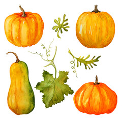 Watercolor hand drawn set of bright orange pumpkin and leaves