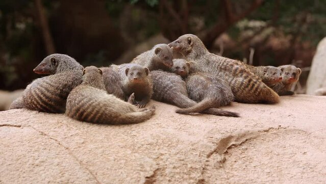 Group of Dwarf Mongoose Vigilant in view of Imminent Danger