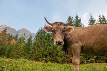 Fototapeta na wymiar Cow grazing in the mountain