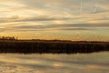 Ein Schwarm Stare (Sturnus vulgaris) läßt sich abends am Federsee im Schilf nieder