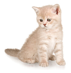 Cute small kitten isolated on white background