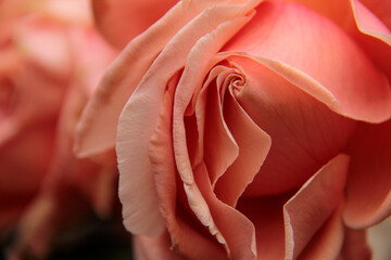 romantic macro of a pink salmon rose petals  beautiful and delicate in full blossom
