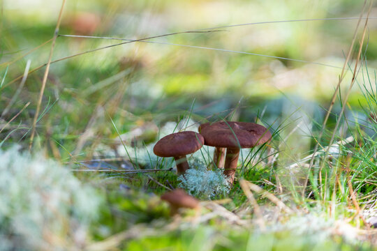 Rufous milkcap, one of the most common wild mushrooms harvested for food.
