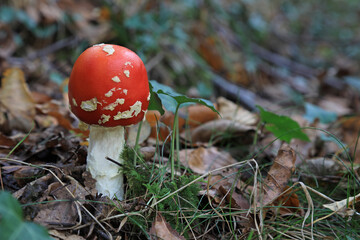 hongo seta amanita muscaria mata moscas alucinógena no comestible país vasco 4M0A4327-as22