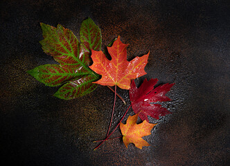 Fall leaves on a black surface