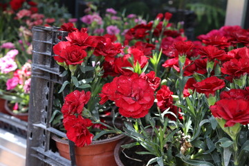 red tulips in a garden