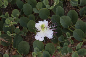 butterfly on a flower