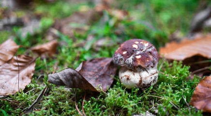 Mushroom isolated in the forest in green moss.