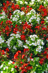 Begonia semperflorens Link & Otto with red and white flowers