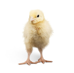 Obraz premium Cute little chicken isolated on white background