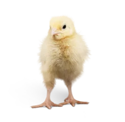 Foto op Plexiglas Cute little chicken isolated on white background © BillionPhotos.com