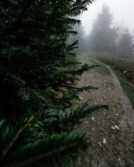 Moody and forest path next to the   pine trees during a foggy morning with the best mystic atmosphere in the east of Bohemia.