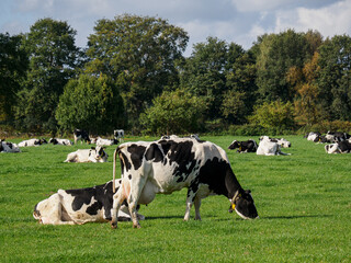 Fototapeta premium Schüttorf an der Vechte