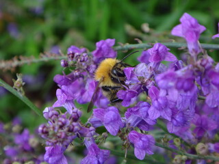 Bumble bee, common carder bee (Bombus pascuorum), feeding on purple flowers