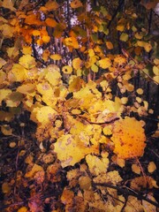 autumn leaves background