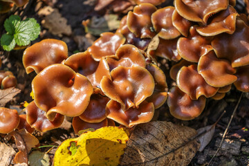 Psilocybe cyanescens (sometimes referred to as wavy caps or as the potent Psilocybe) is a species of potent psychedelic mushroom.It belongs to the family Hymenogastraceae. 