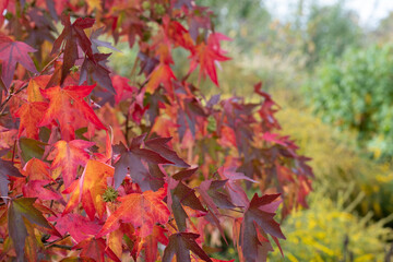 Layers of deep autumn colours and textures iat RHS Hyde Hall garden near Chelmsford, Essex, UK.