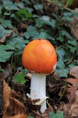 hongo seta amanita muscaria mata moscas alucinógena no comestible país vasco 4M0A4360-as22