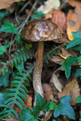 seta marrón alargada no comestible 4M0A4365-as22