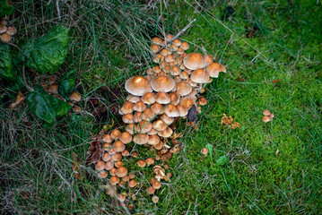 Pilze im Herbst