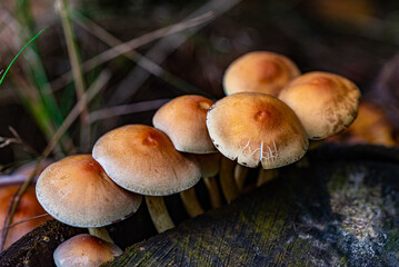 Pilze im Herbst
