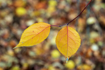 Yellow leaves on a branch on a blurred background.