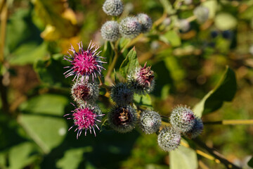 Arctium lappa commonly called greater burdock. Blooming burdock flowers on natural plant background