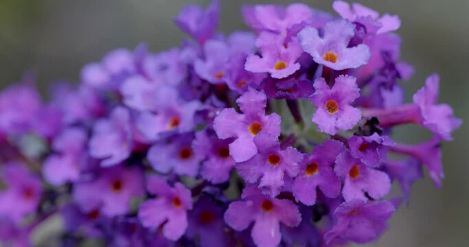 Macro video of tiny flowers on butterfly bush plant