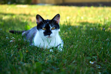 Black and white cat hunting walking towards camera lowered with copy space. 