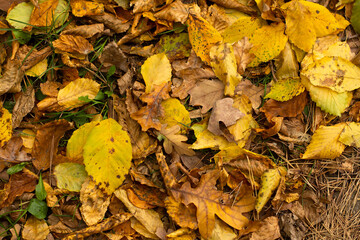 Fallen yellow leaves of trees on the ground together autumn