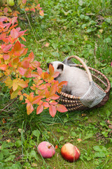 A young Siamese cat is playing in the autumn garden. Apples garden.