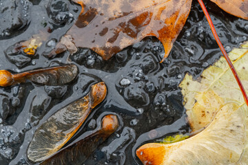 multi-colored autumn foliage on the pavement wet from the rain. High quality photo