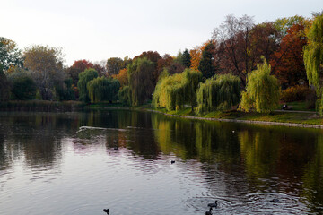 Obraz premium autumn in the park