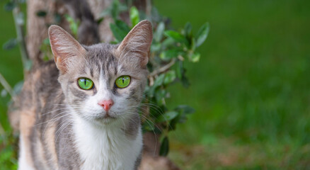 Naklejka na ściany i meble A beautiful cat with bright green color eyes looks at the camera while walking in the park. Banner format header size, space for text.