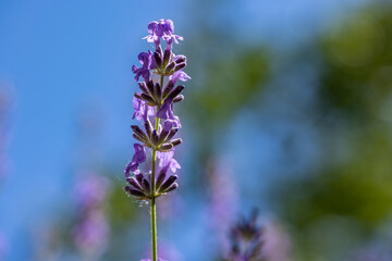 Selective focus on lavender flower in flower garden. Lavender flowers lit by sunlight.